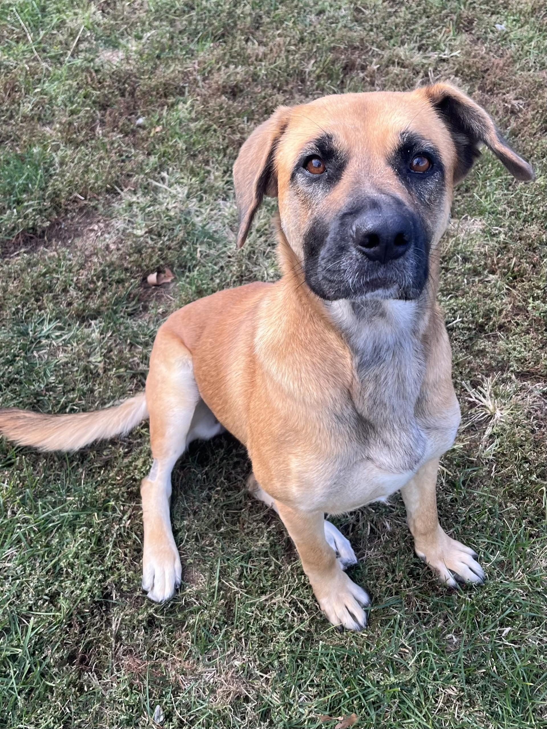 Enlarge Rita, a Adoptable mixed breed in Winchester, VA image 1/5