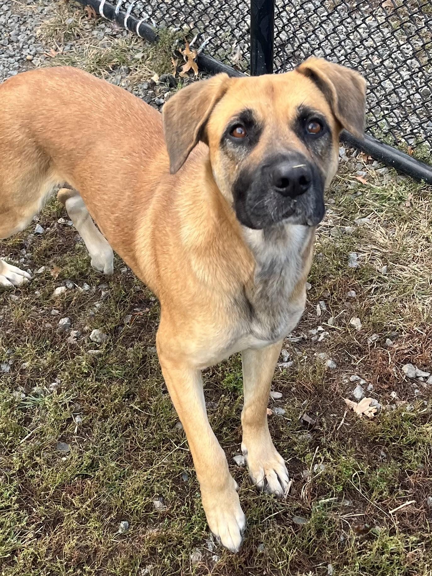 Enlarge Rita, a Adoptable mixed breed in Winchester, VA image 2/5