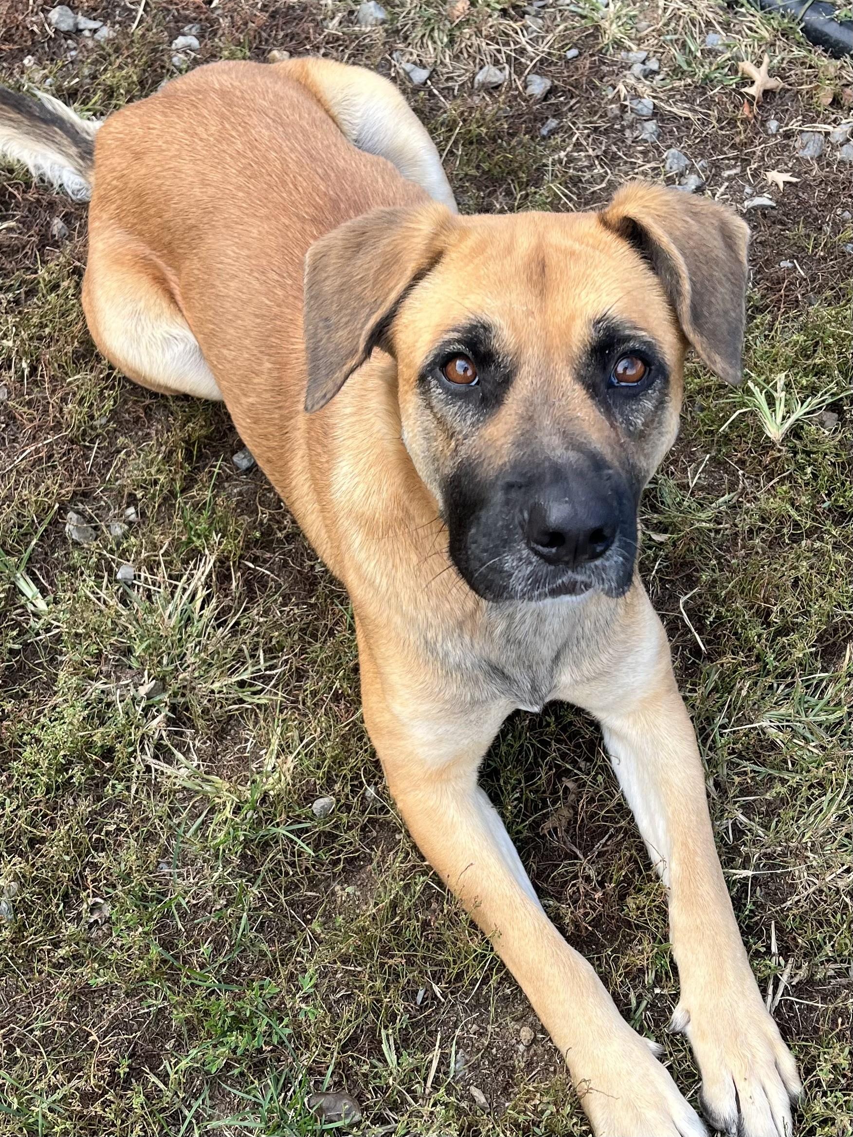 Enlarge Rita, a Adoptable mixed breed in Winchester, VA image 3/5
