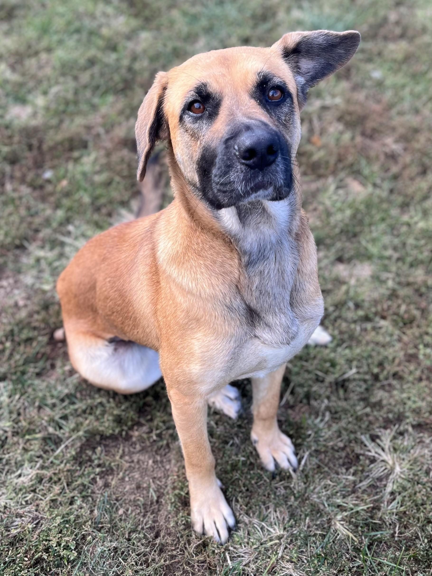 Enlarge Rita, a Adoptable mixed breed in Winchester, VA image 4/5