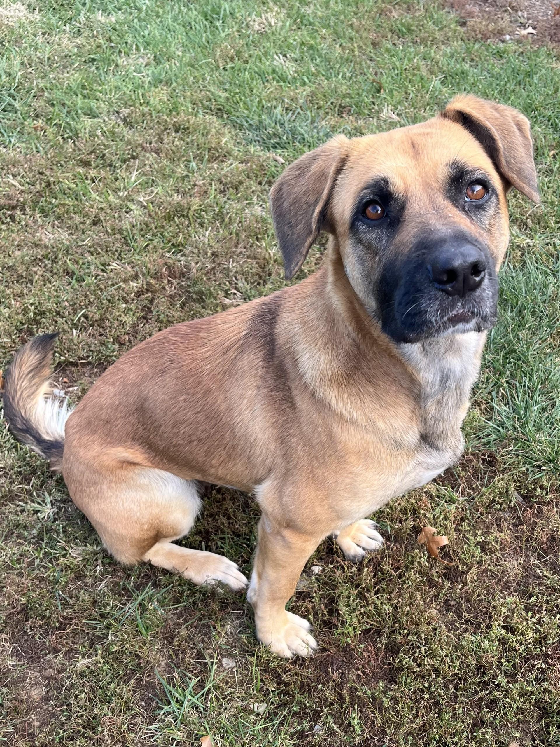 Enlarge Rita, a Adoptable mixed breed in Winchester, VA image 5/5