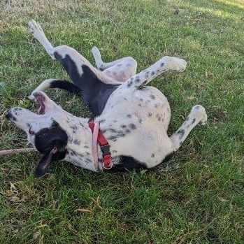 Enlarge Dollar , a Adopted mixed breed in Lake Stevens, WA image 1/11