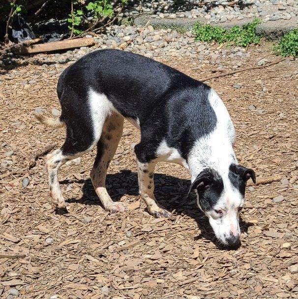 Enlarge Dollar , a Adopted mixed breed in Lake Stevens, WA image 2/11