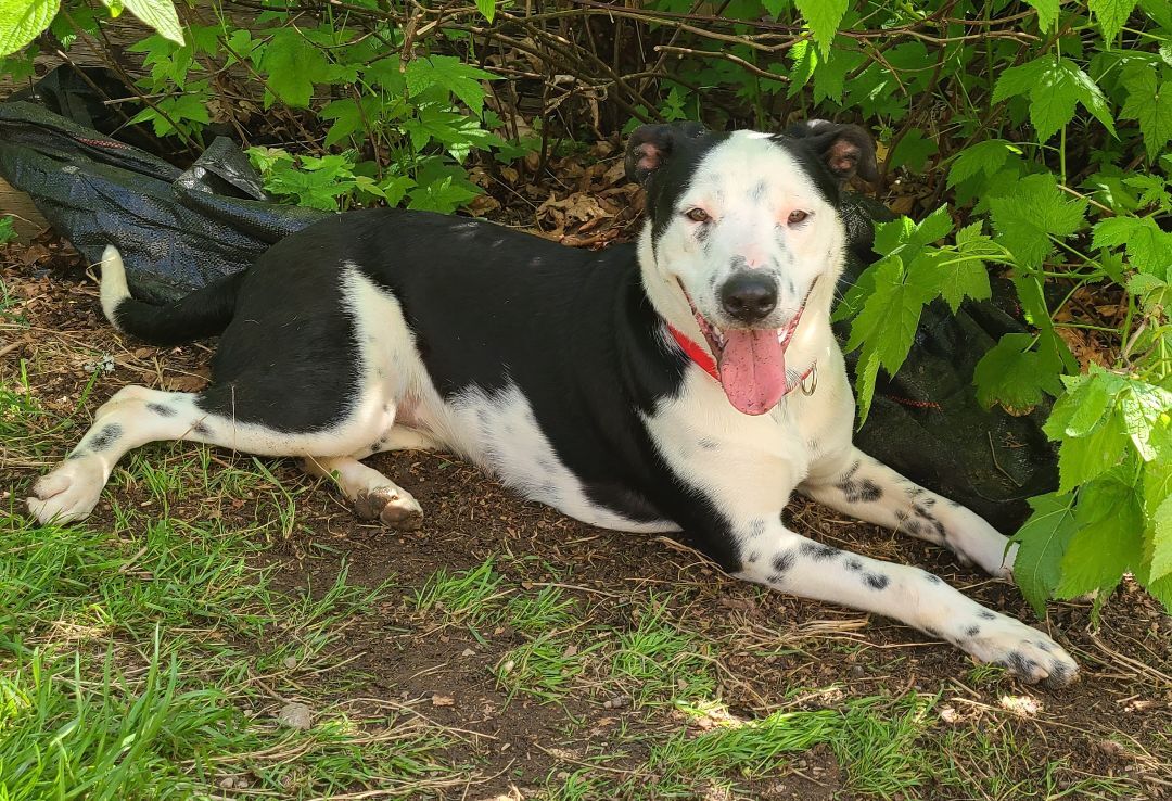 Enlarge Dollar , a Adopted mixed breed in Lake Stevens, WA image 3/11
