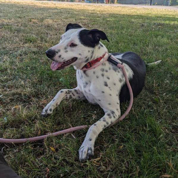 Enlarge Dollar , a Adopted mixed breed in Lake Stevens, WA image 4/11