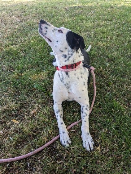 Enlarge Dollar , a Adopted mixed breed in Lake Stevens, WA image 5/11