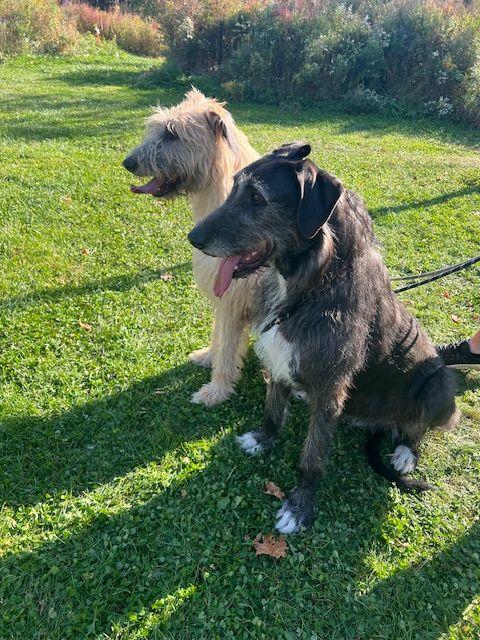 Merida and Fiona, a Adoptable Great Dane in Albany, NY image 1/2