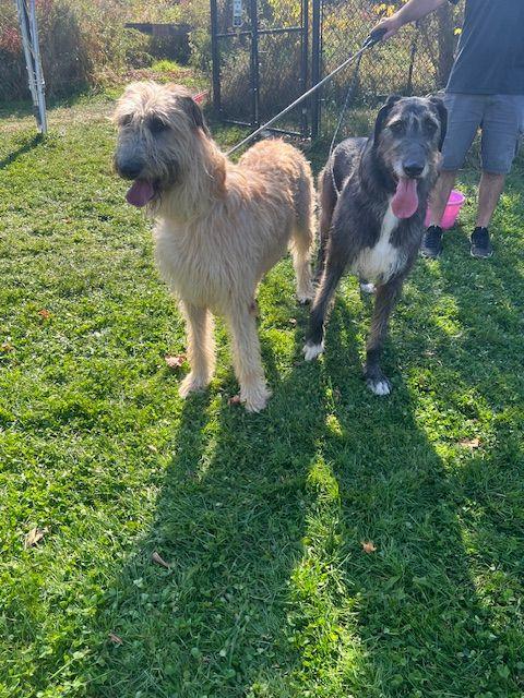 Merida and Fiona, a Adoptable Great Dane in Albany, NY image 2/2
