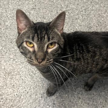 Amoretto, Adoptable, Young Male Domestic Short Hair.
