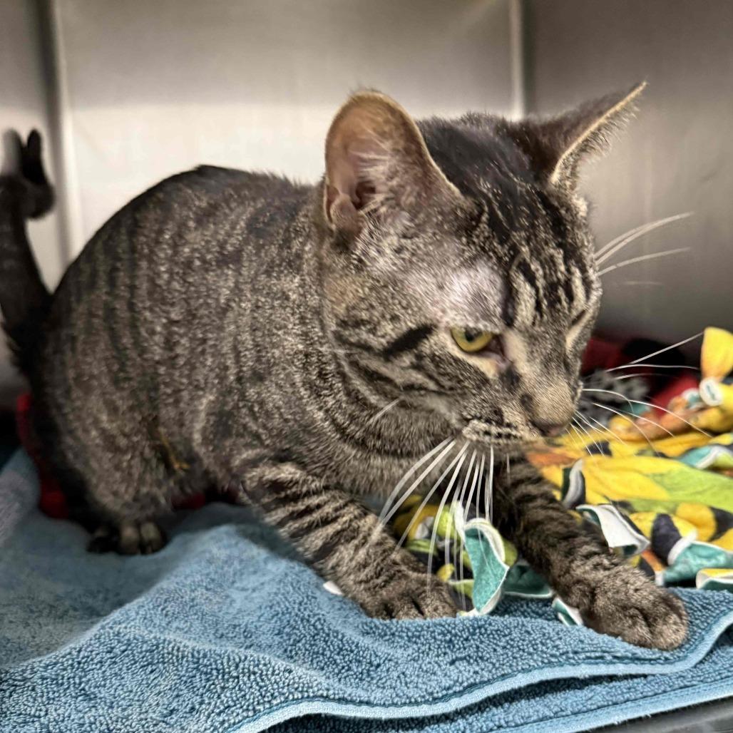 Amoretto, a Adoptable Domestic Short Hair in Chaska, MN image 2/6