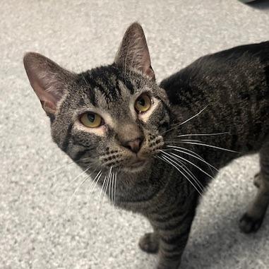 Amoretto, a Adoptable Domestic Short Hair in Chaska, MN image 3/6