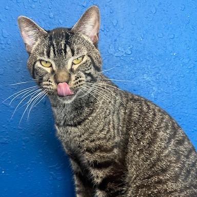 Amoretto, a Adoptable Domestic Short Hair in Chaska, MN image 4/6