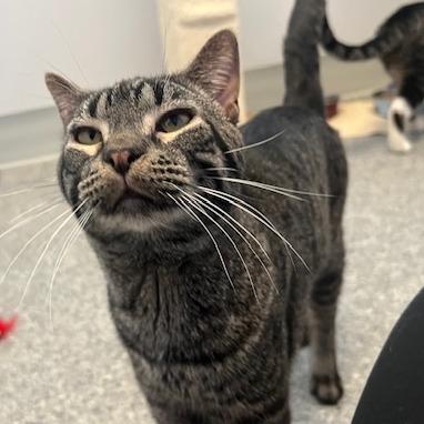 Amoretto, a Adoptable Domestic Short Hair in Chaska, MN image 5/6