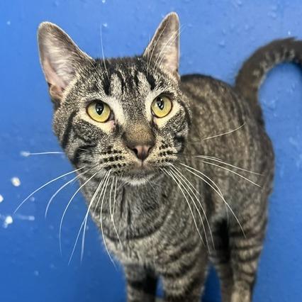 Amoretto, a Adoptable Domestic Short Hair in Chaska, MN image 5/6