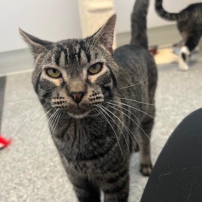 Amoretto, a Adoptable Domestic Short Hair in Chaska, MN image 6/6