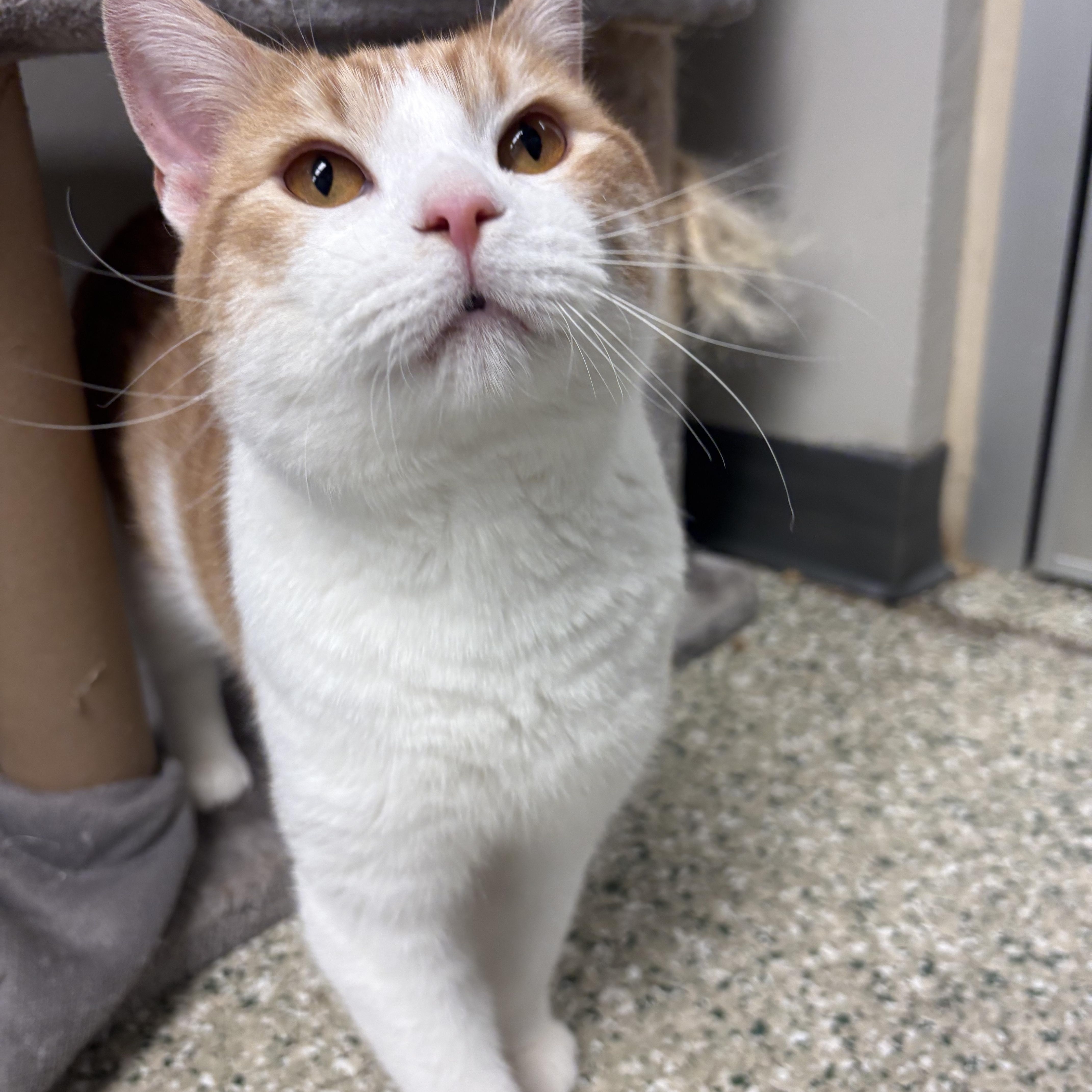 Butternut, a Adoptable mixed breed in Cedar Rapids, IA image 3/3