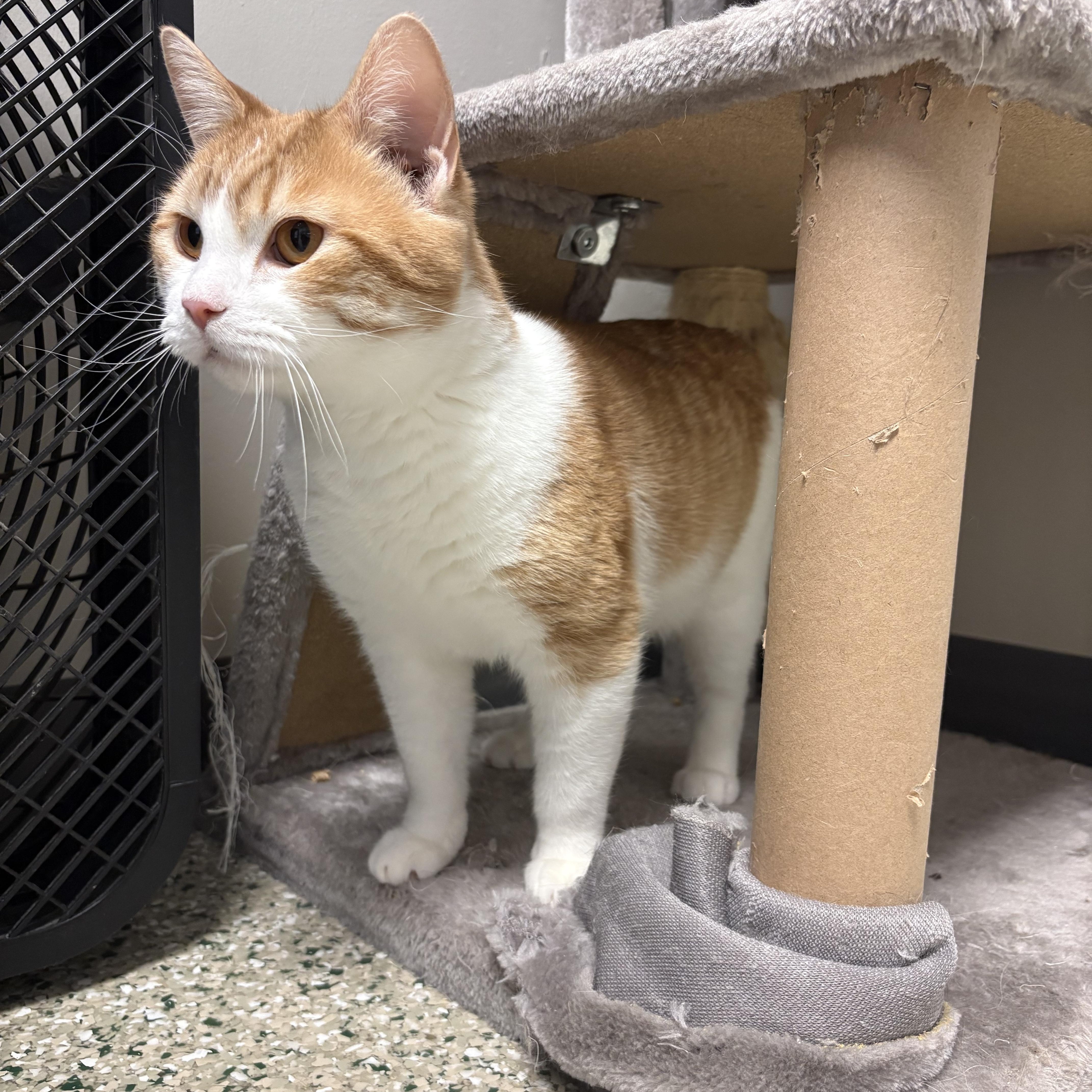 Butternut — thumbnail 2