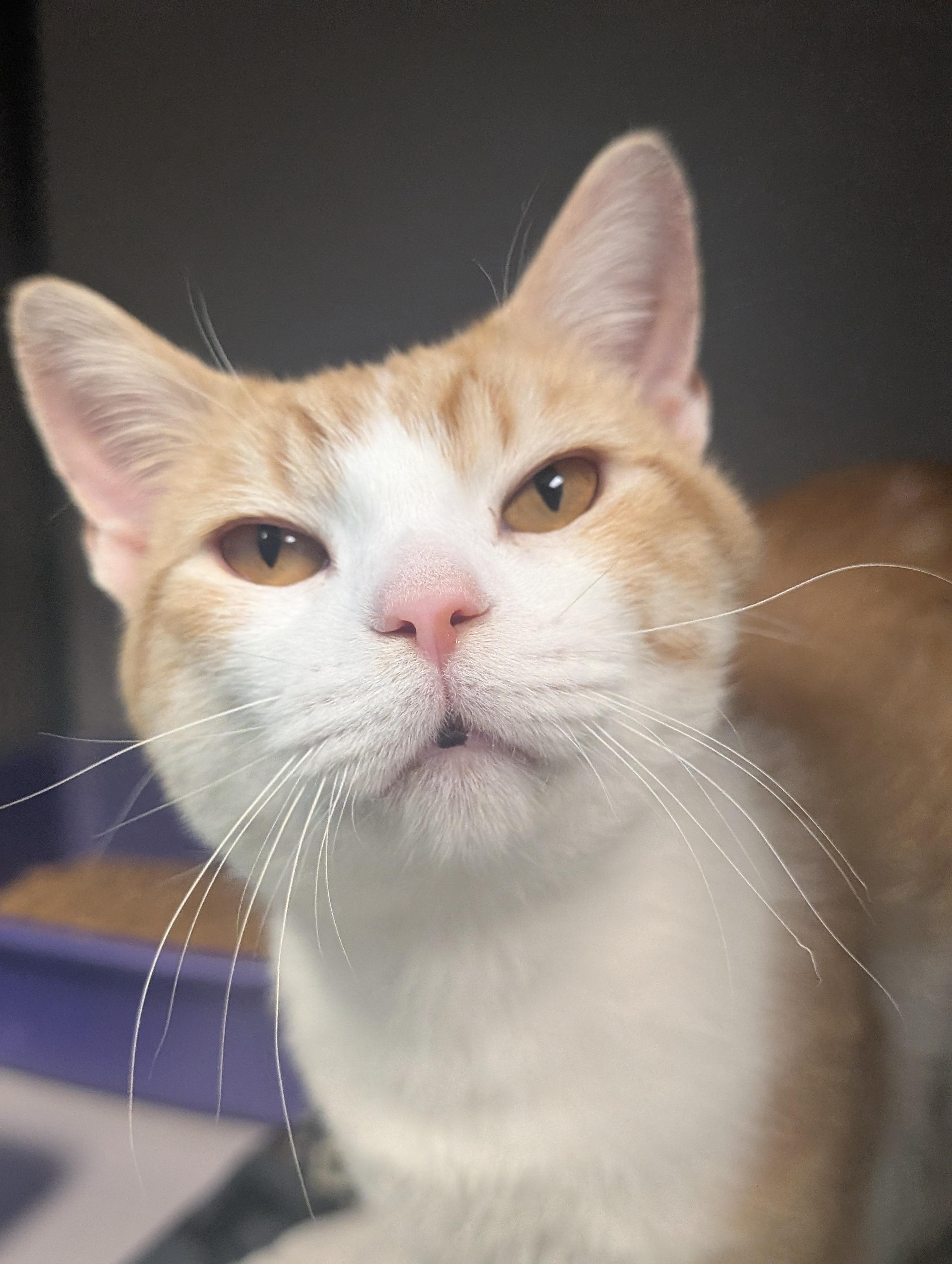 Butternut, Adoptable, Adult Male Domestic Short Hair.