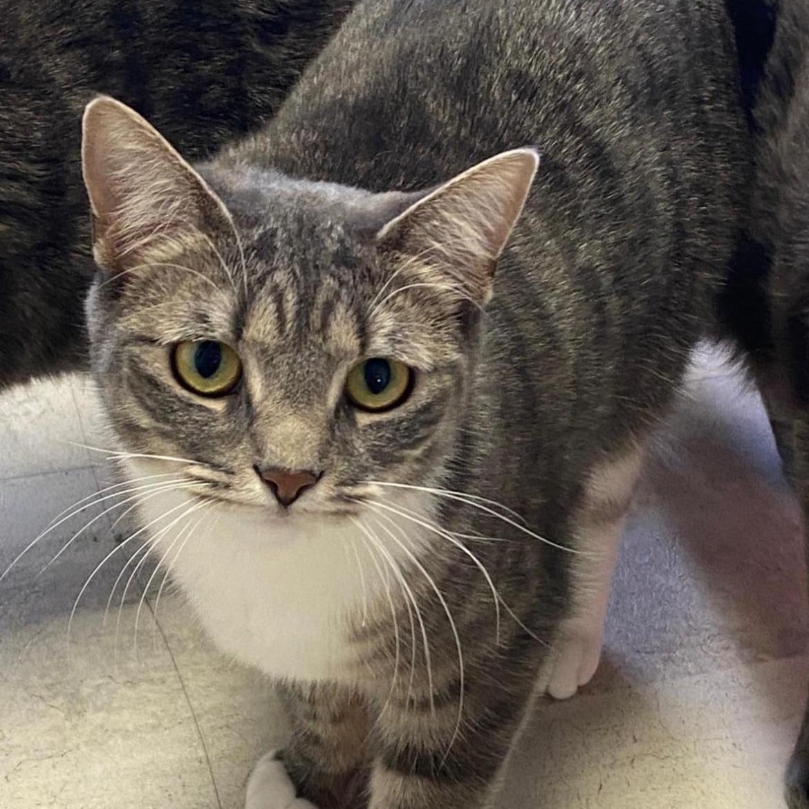 Enlarge Shannon, a ADOPTABLE Domestic Short Hair in Brockport, NY image 4/6