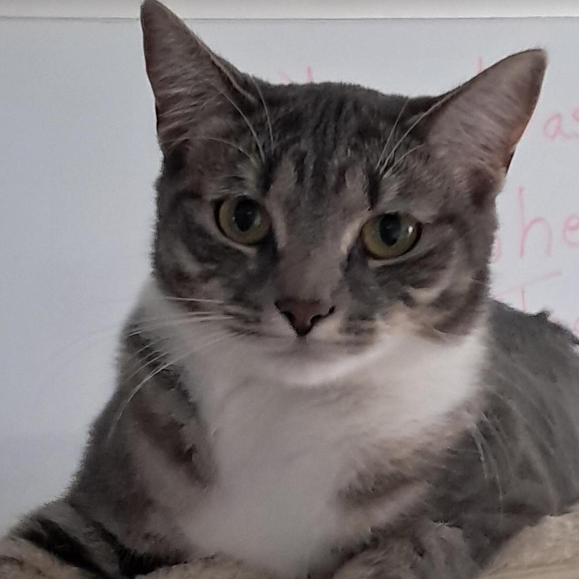 Enlarge Shannon, a ADOPTABLE Domestic Short Hair in Brockport, NY image 3/6