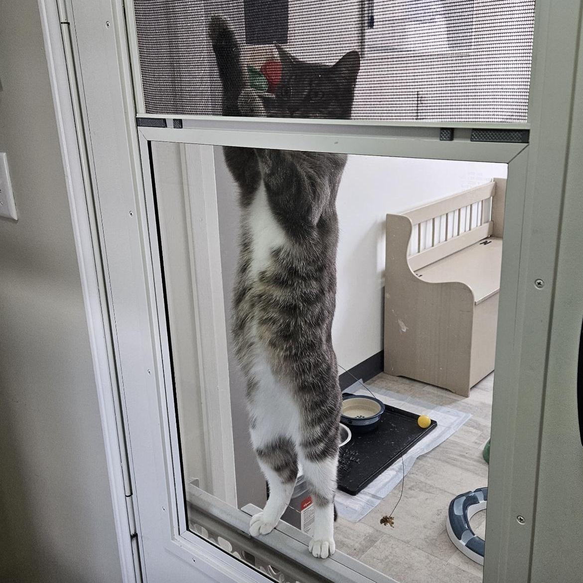 Enlarge Shannon, a ADOPTABLE Domestic Short Hair in Brockport, NY image 2/6