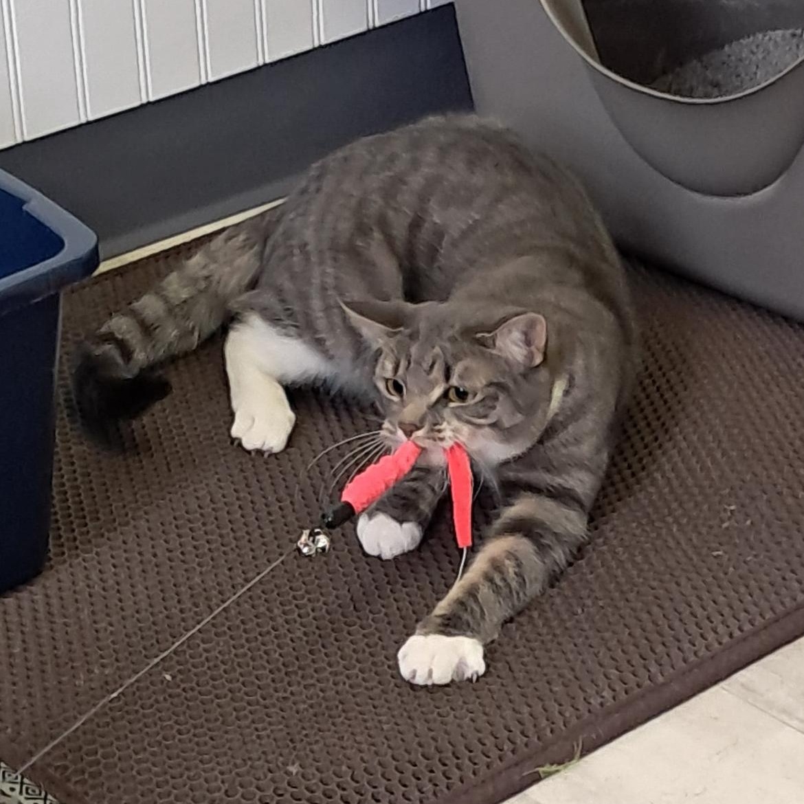 Enlarge Shannon, a ADOPTABLE Domestic Short Hair in Brockport, NY image 1/6