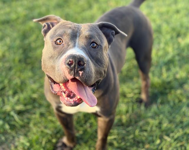 ELVIN, Adoptable, Adult Male Pit Bull Terrier.