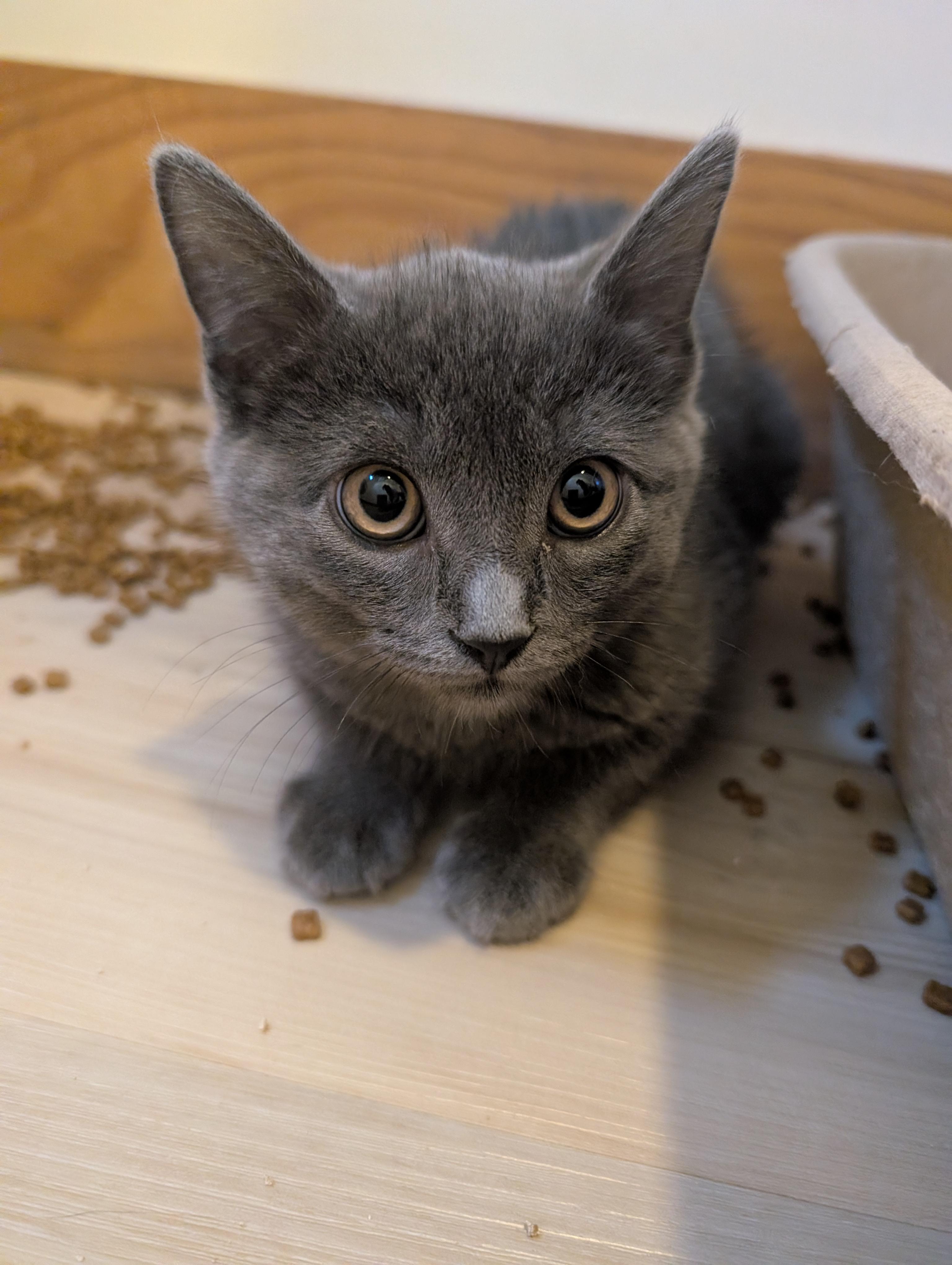 Gio (shy 4 month old), Adoptable, Kitten Male Russian Blue.