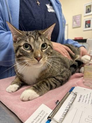 Enlarge Leo, a Adoptable mixed breed in Palm Coast, FL image 2/2