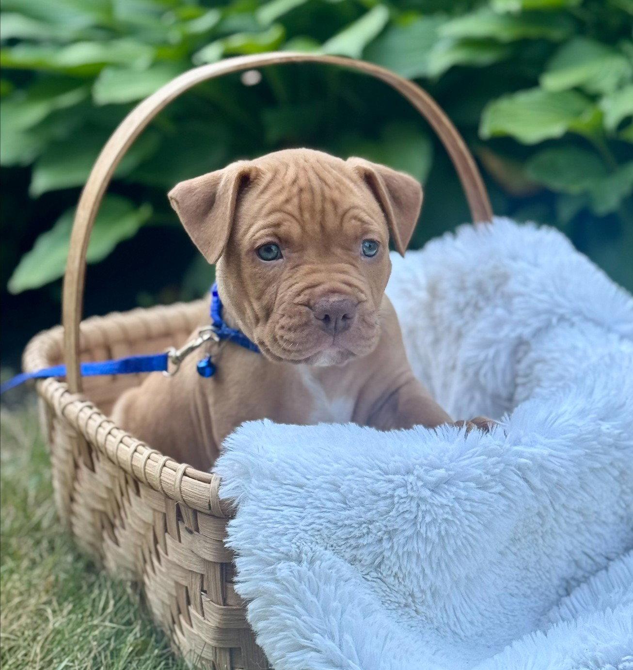 Knox, Adopted, Puppy Male Pit Bull Terrier.