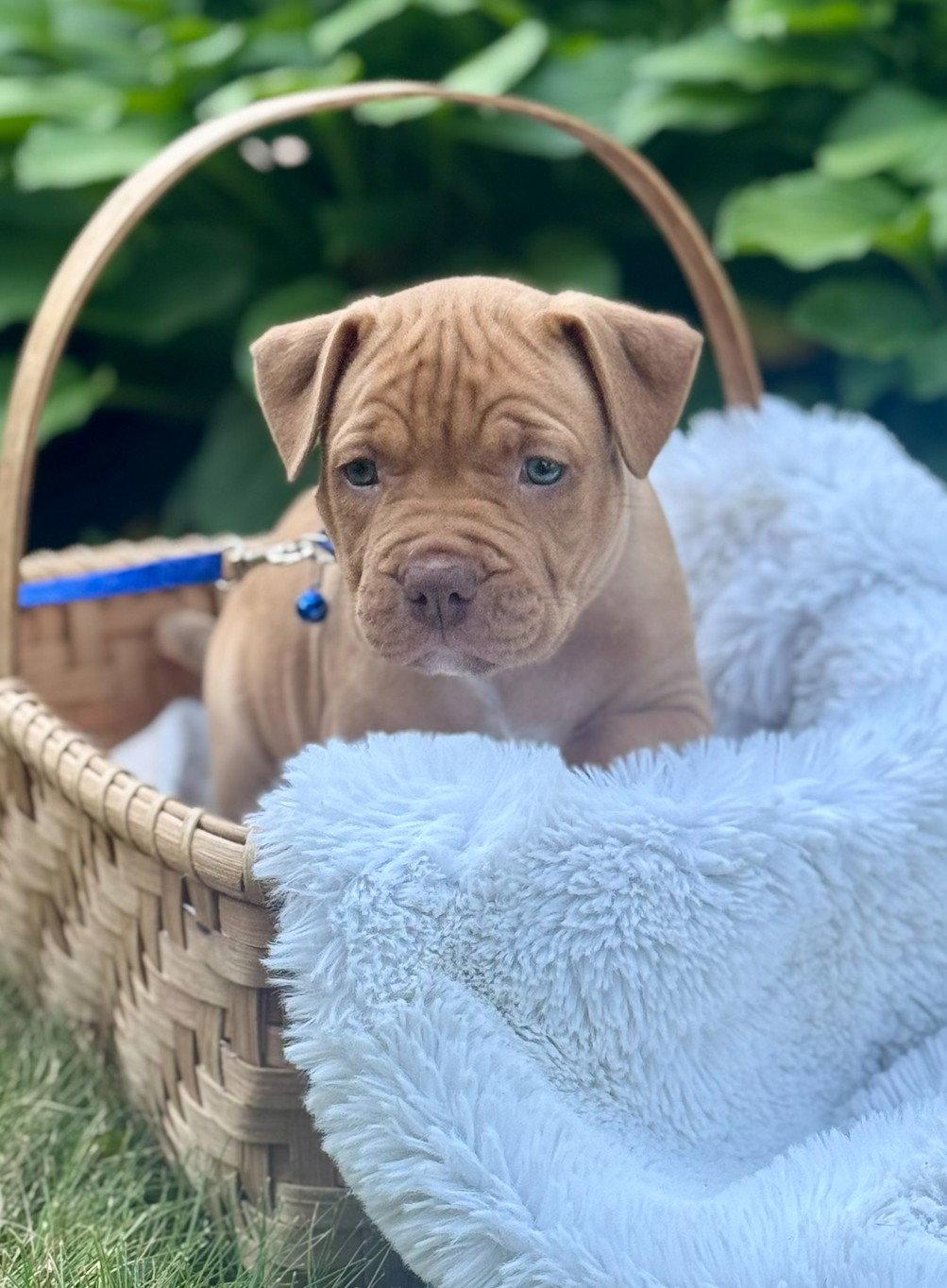 Enlarge Knox, a Adopted Pit Bull Terrier in Framingham, MA image 2/3