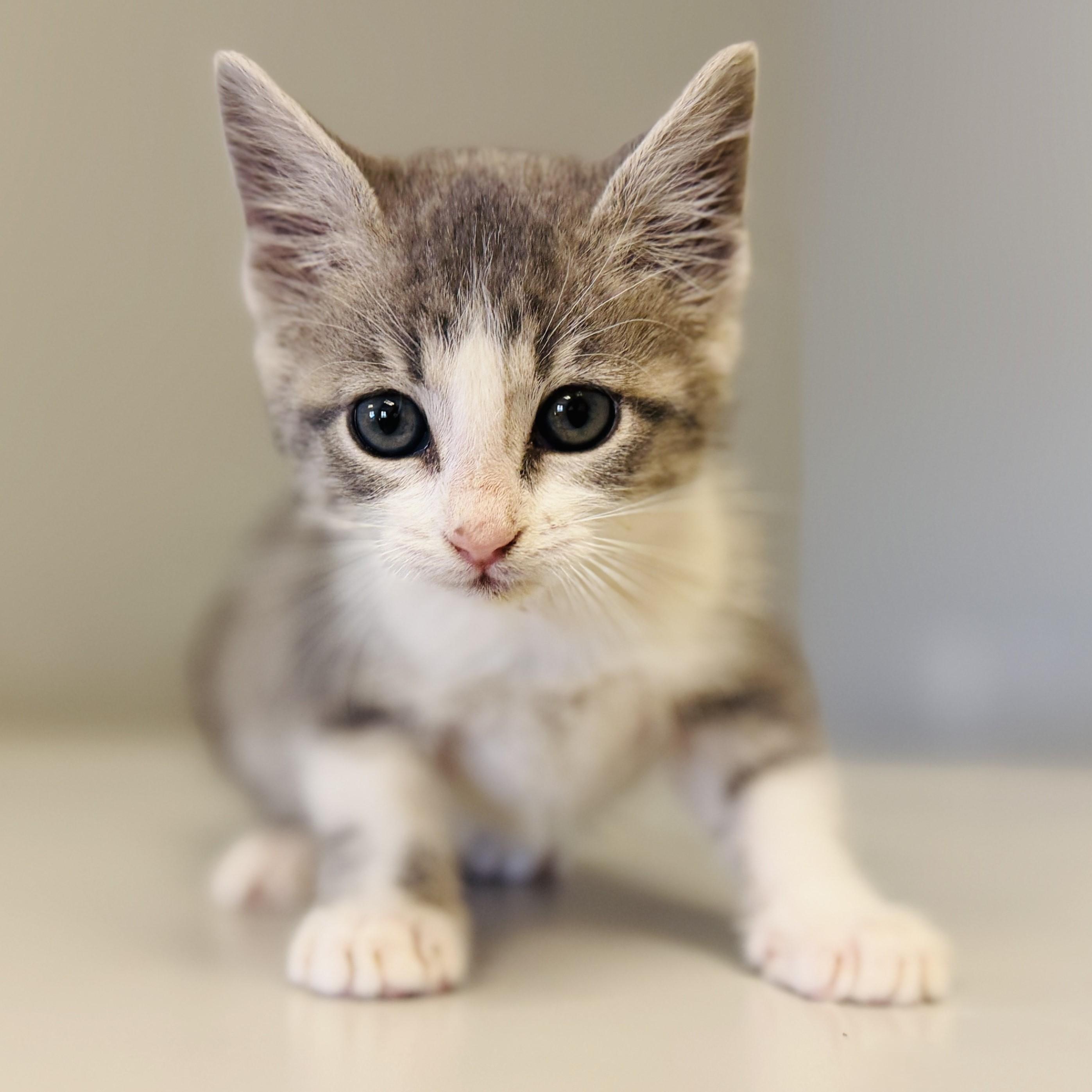 Dipper, an adoptable Domestic Long Hair in ALPINE, TX, 79830 | Photo Image 1