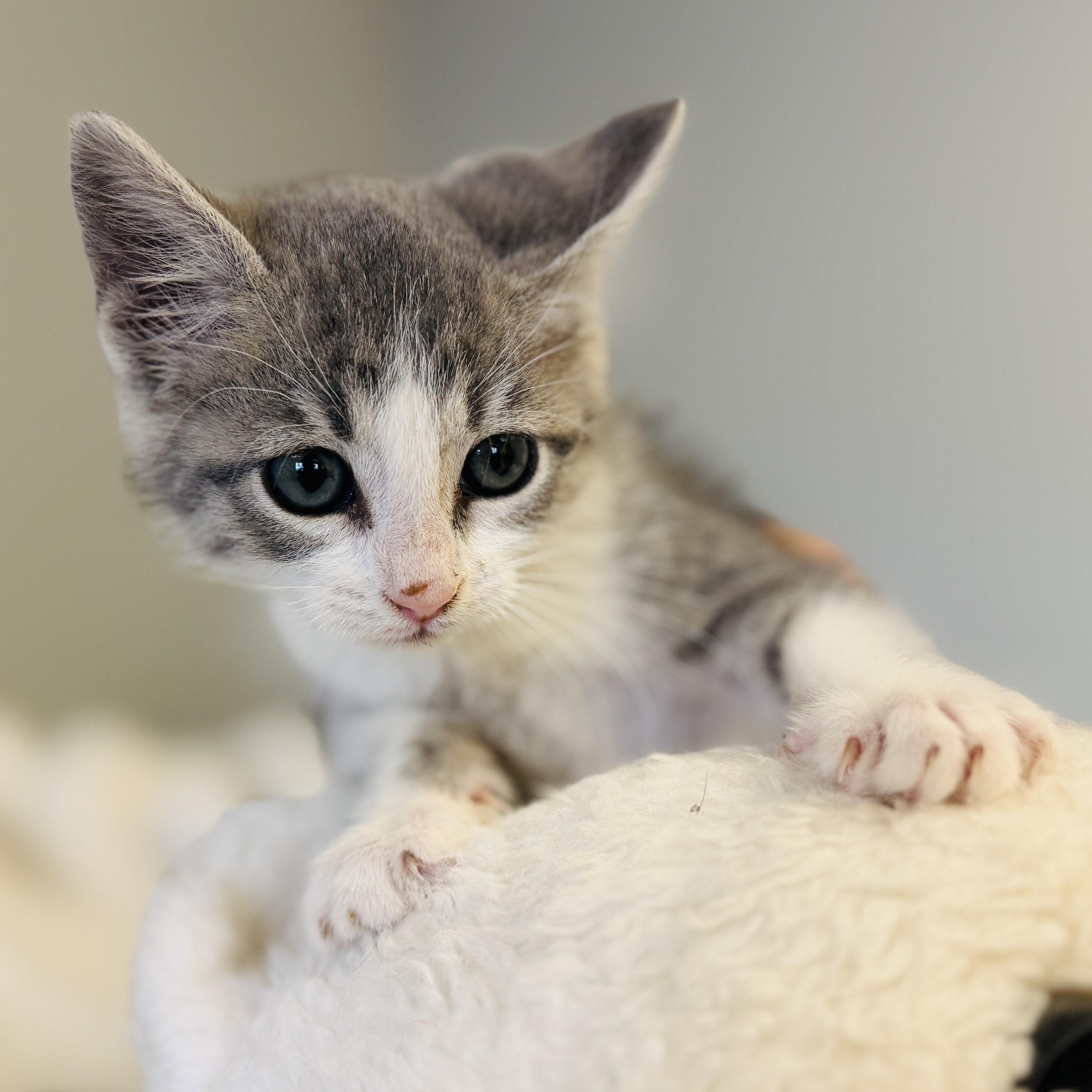 Dipper, an adoptable Domestic Long Hair in ALPINE, TX, 79830 | Photo Image 2
