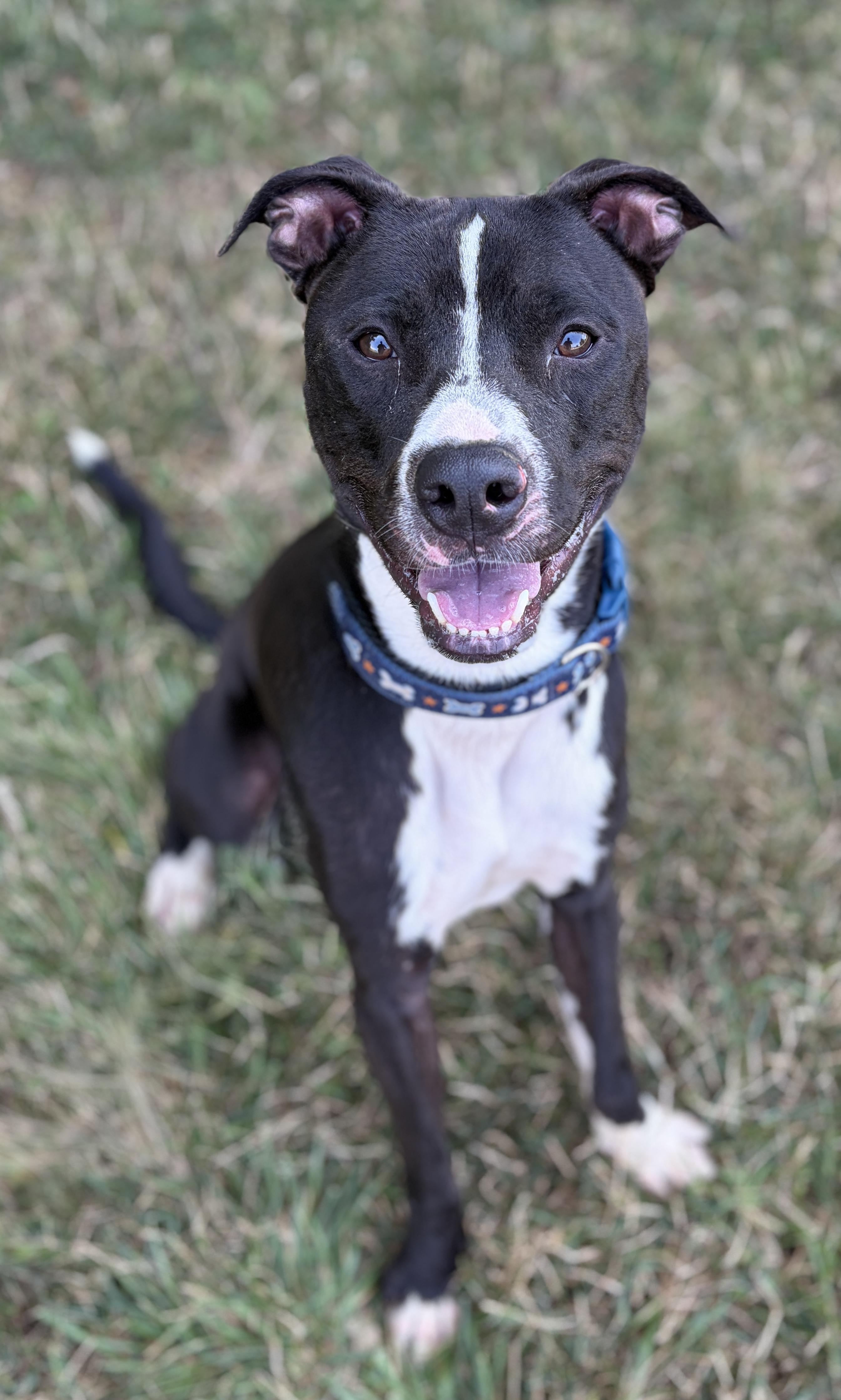 Cashew AVAILABLE, ADOPTABLE, Young Male Pit Bull Terrier.