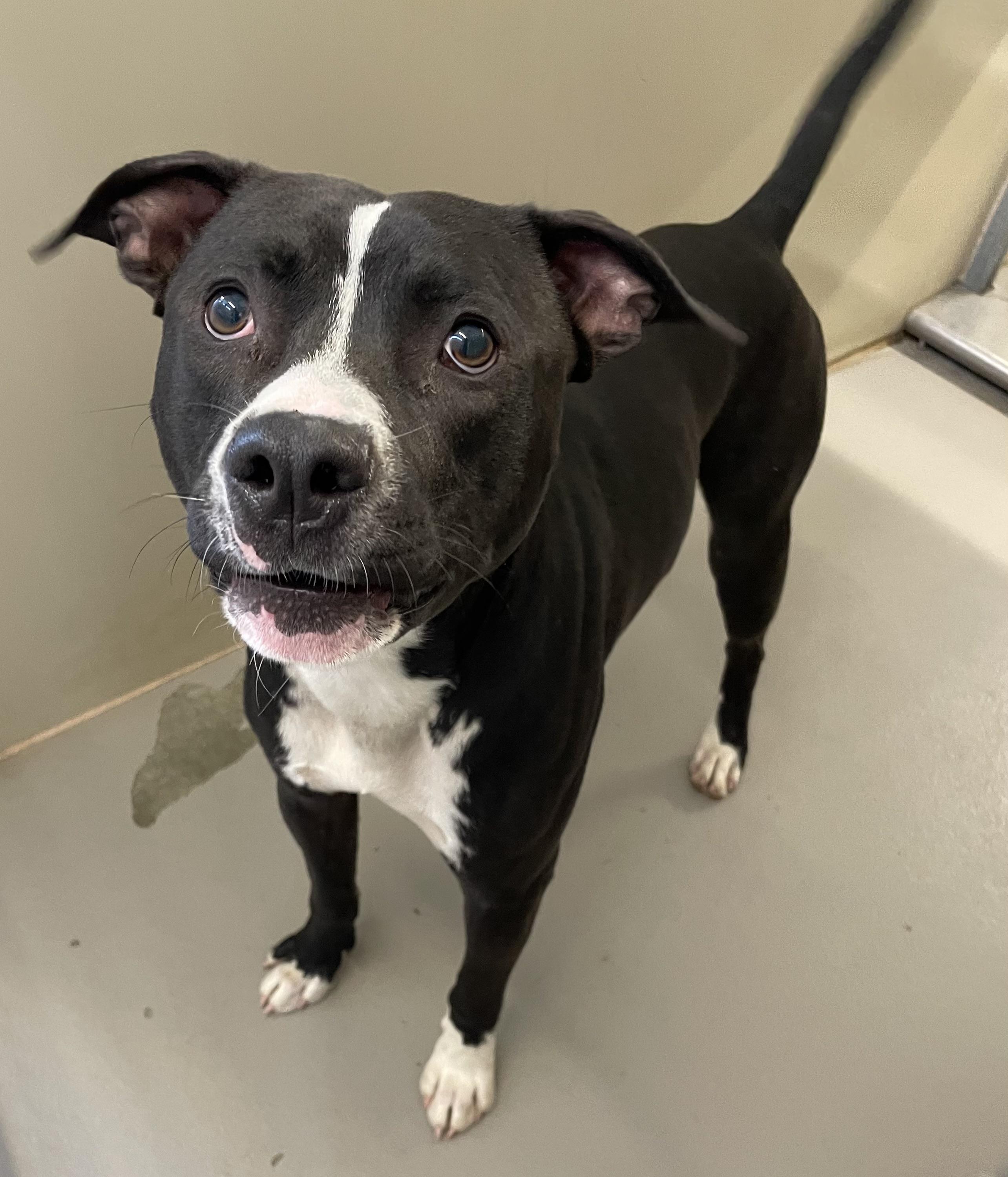 Cashew AVAILABLE, a ADOPTABLE Pit Bull Terrier in Canton, OH image 3/5
