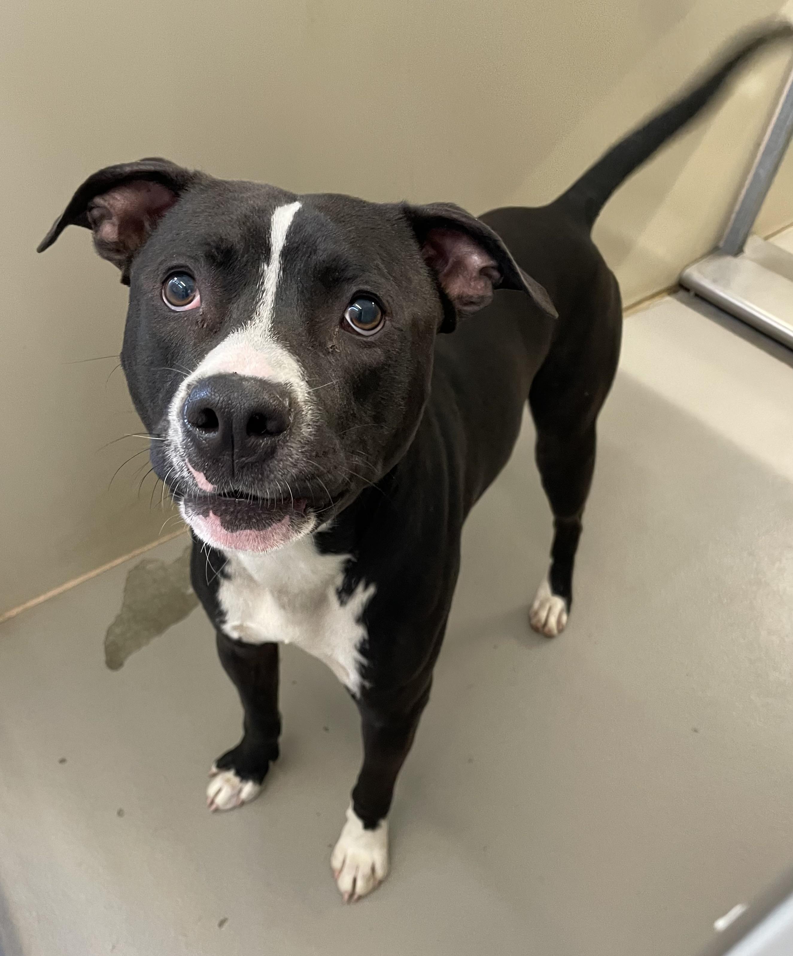 Cashew AVAILABLE, a ADOPTABLE Pit Bull Terrier in Canton, OH image 2/5