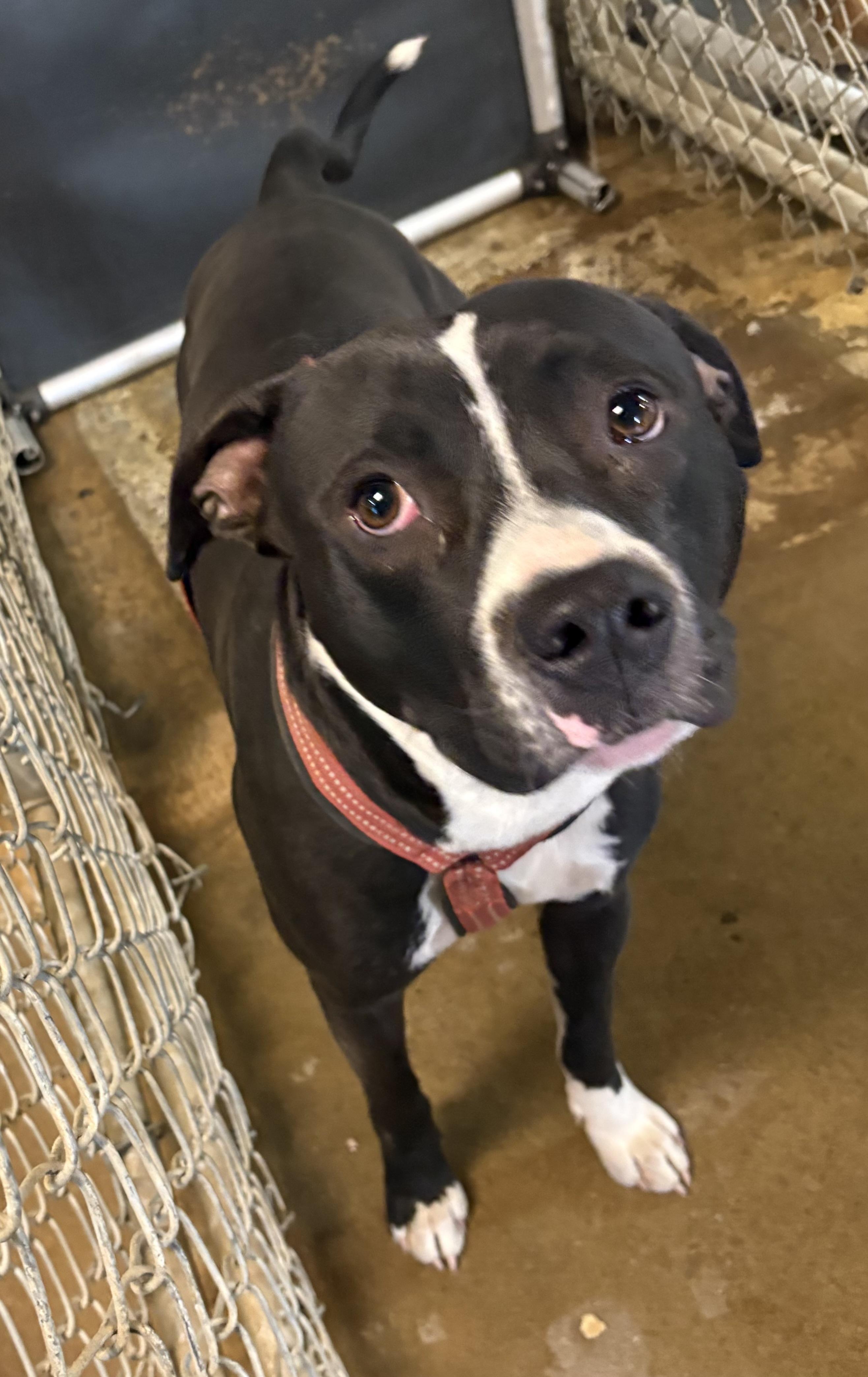 Cashew AVAILABLE, a ADOPTABLE Pit Bull Terrier in Canton, OH image 5/5