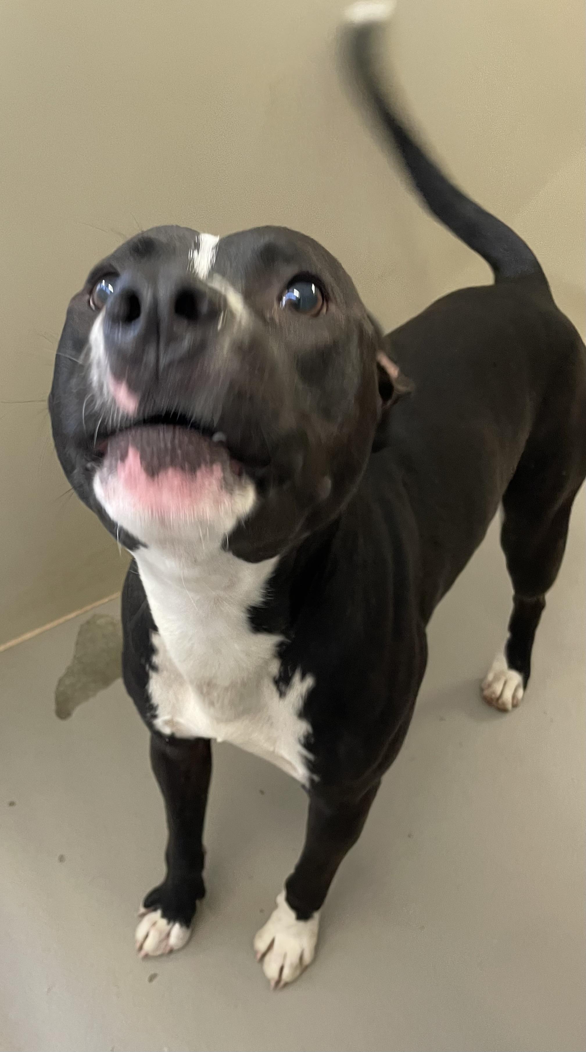 Cashew AVAILABLE, a ADOPTABLE Pit Bull Terrier in Canton, OH image 4/5