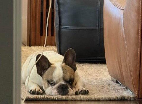 Oscar, a Adoptable French Bulldog in San Diego, CA image 1/3
