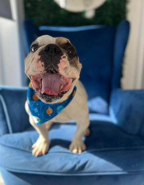 Oscar, a Adoptable French Bulldog in San Diego, CA image 3/3