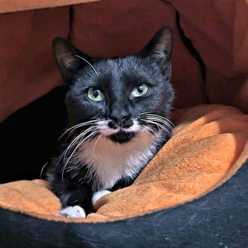 Kiwi, a Adoptable Tuxedo in Rutherfordton, NC image 1/3
