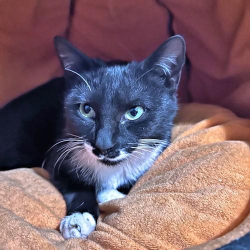 Kiwi, a Adoptable Tuxedo in Rutherfordton, NC image 2/3