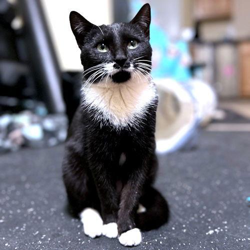 Kiwi, a Adoptable Tuxedo in Rutherfordton, NC image 3/3