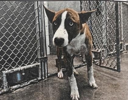 Cyborg - 2, Adoptable, Young Male Catahoula Leopard Dog & Husky.