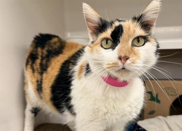 Enlarge SLIPPERWITZ, a Adoptable Domestic Short Hair in Saint Louis, MO image 1/1