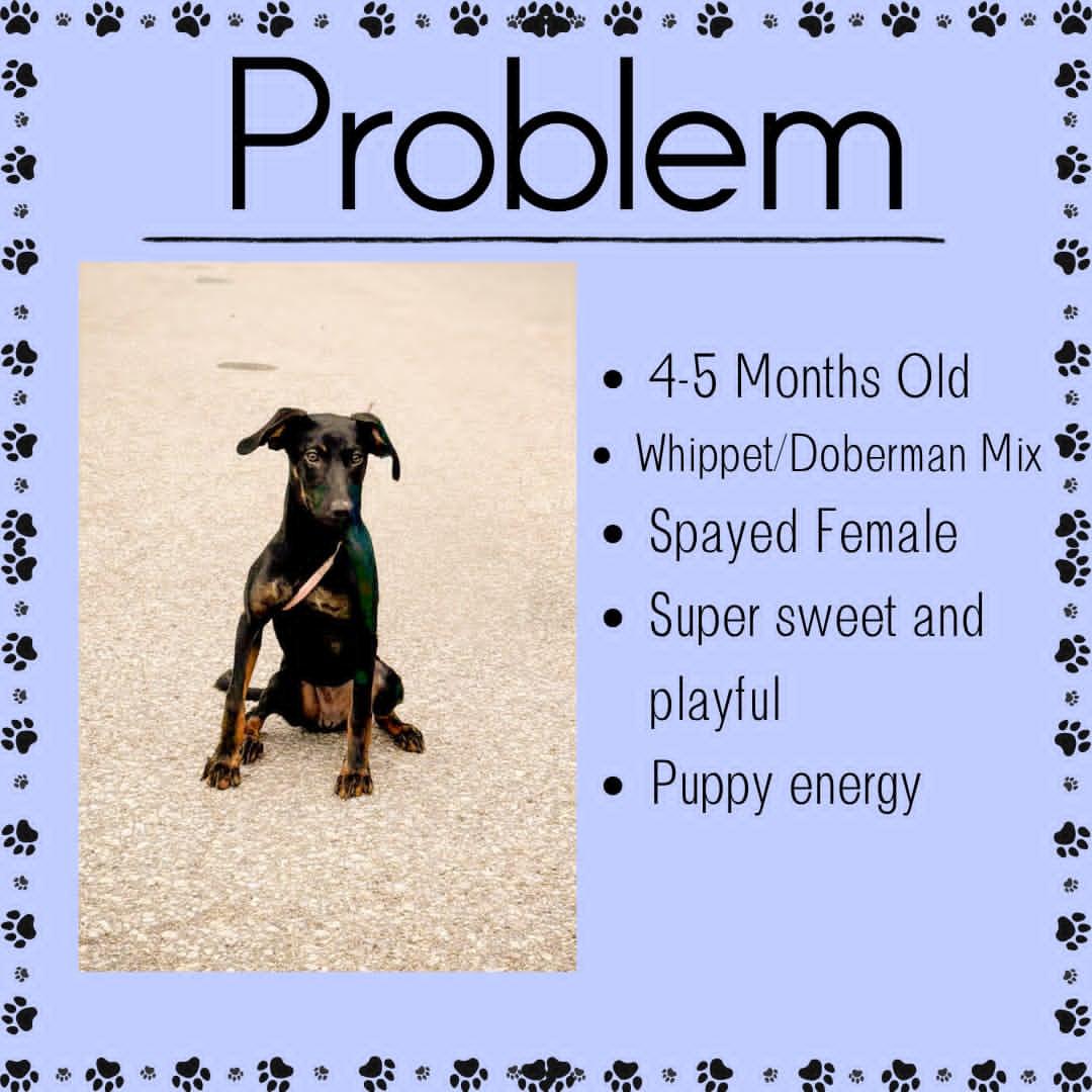 Problem, adopted, Young Female Doberman Pinscher & Whippet.