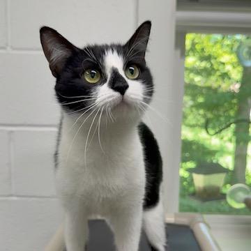 Junie, Adoptable, Young Female Domestic Short Hair.