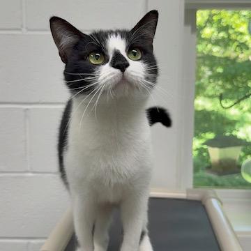 Enlarge Junie, a Adoptable Domestic Short Hair in Walnut Cove, NC image 2/3