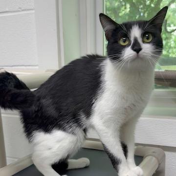 Enlarge Junie, a Adoptable Domestic Short Hair in Walnut Cove, NC image 3/3