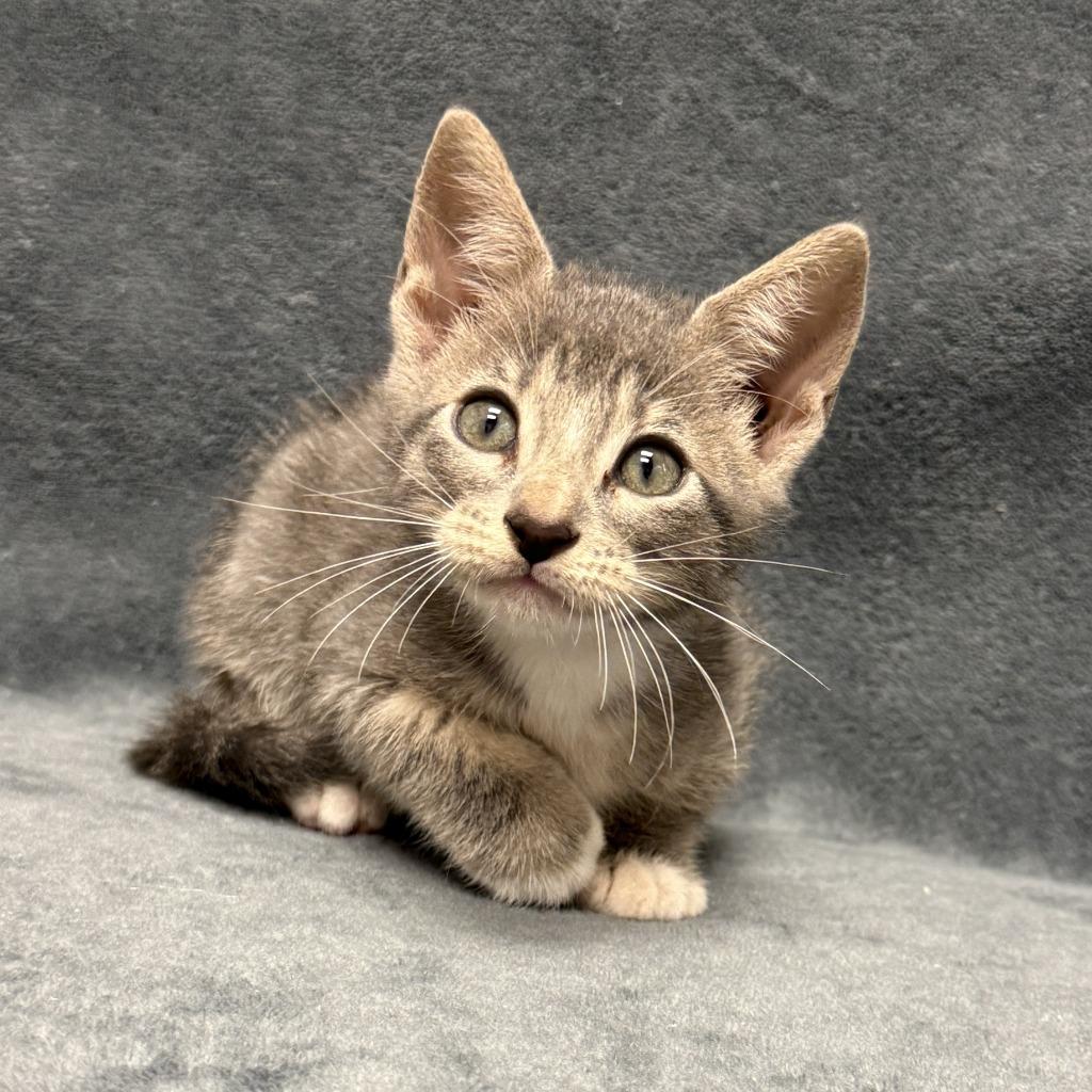 Willard, a Adoptable mixed breed in Brenham, TX image 5/6
